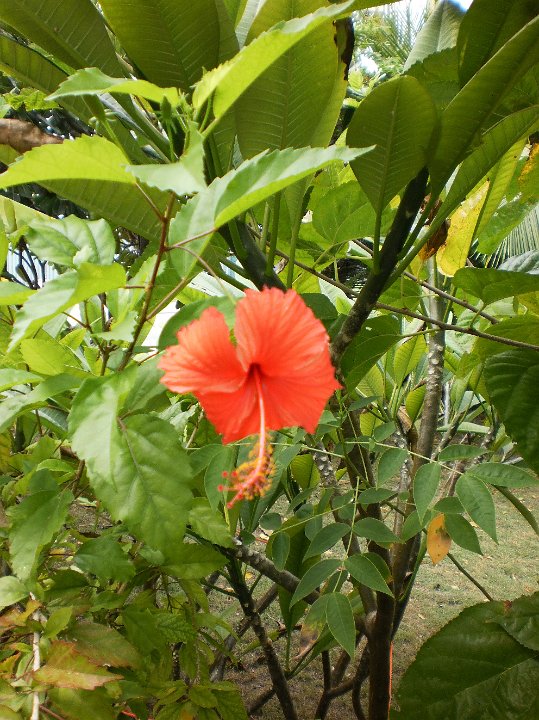 Hibiscus rosa-sinensis.jpg - Hibiscus rosa-sinensis